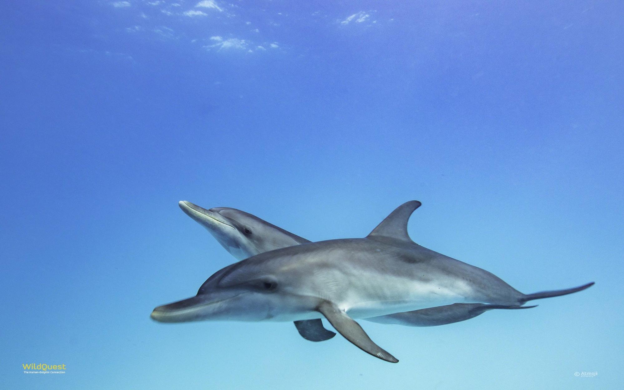 Image credit: Atmoji at Wild Quest, where I learned how to care for my human pod as well as the beauty of wild dolphins.